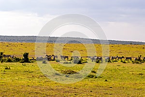 Herd of zebras grazing in the savannah