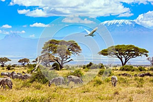 Herd of zebras and great Egret