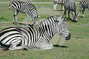 Herd of Zebras on Green Grassy Field Grazing