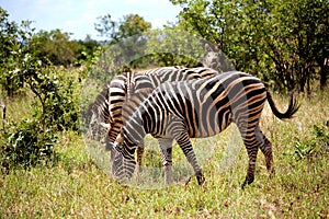 Herd of zebras in Kruger National park. Autumn in South Africa.