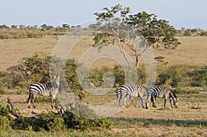 Herd of Zebras in the Masai Mara Game Reserve