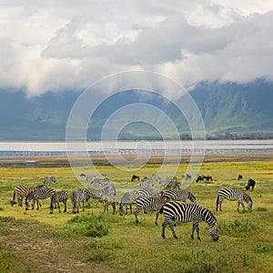 Herd of zebras in the Ngorongoro Crater. Africa. Tanzania.