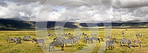 Herd of zebras in the Ngorongoro Crater. Africa. Tanzania. Banner format. photo