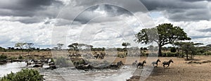 Herd of zebras resting by a river, Serengeti, Tanzania, Africa