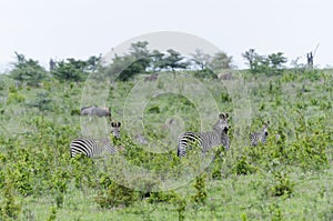 Herd of zebras in Selous photo