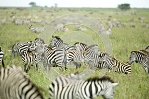 Herd of zebras in the serengeti plain