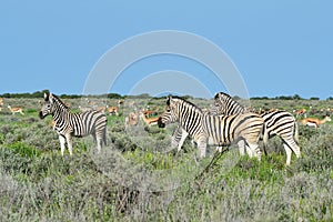 Herd of zebras and springbook