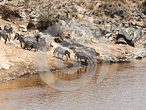 Herd of zebras are standing on the slope near the water and drink in the Masai Mara National Park
