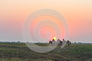 Herd of Zebras walking in the bush in backlight at sunset. Scenic colorful sunlight at the horizon. Wildlife Safari in the african