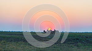 Herd of Zebras walking in the bush in backlight at sunset. Scenic colorful sunlight at the horizon. Wildlife Safari in the african