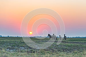 Herd of Zebras walking in the bush in backlight at sunset. Scenic colorful sunlight at the horizon. Wildlife Safari in the african