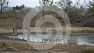 Herd of Zebras walking in the bush. Wildlife Safari in the Kruger National Park, major travel destination in South Africa.