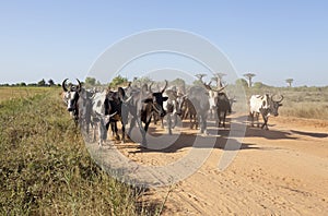 Herd of zebu photo