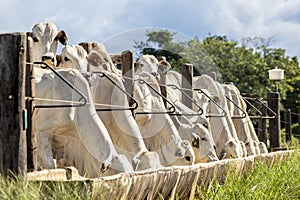 Herd of zebu Nellore animals in a pasture area photo