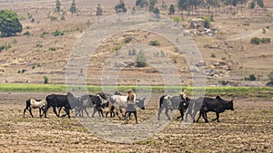 Herd of zebus in Madagascar