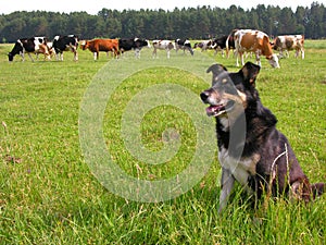 herder photo