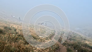 Herder and horses in fog photo