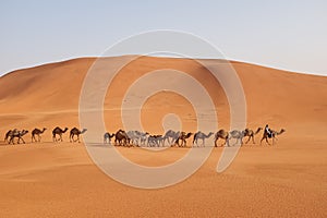 A herder leads a group of Arabian camels in crossing the desert in Riyadh, Saudi Arabia