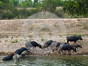 Herder rounding up him buffalo from the canal