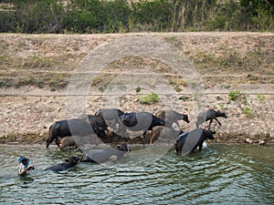 Herder rounding up him buffalo from the canal