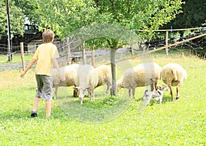Herder of sheep photo