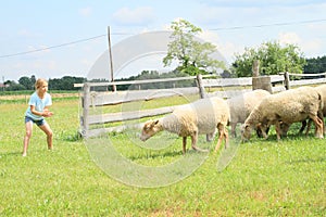 Herder of sheep photo