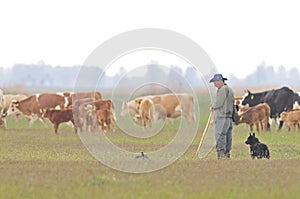 Herder, Shepherd