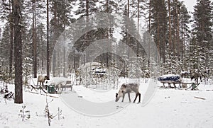 Herders camp in the winter woods