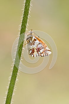 Herdersparelmoervlinder, Shepherd's Fritillary, Boloria pales