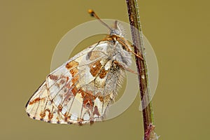 Herdersparelmoervlinder, Shepherd's Fritillary, Boloria pales