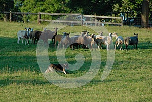 Herding 13