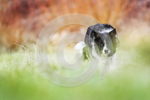 Pascolo frontiere sul prato verde un arancia molto Basso profondità da. bianco e nero il cane 