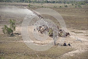 Herding braham cattle on the flood plains near the gulf of Carpentaria