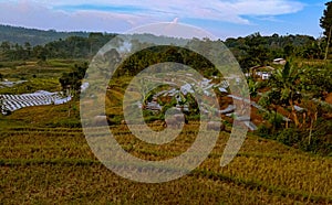 herding buffalo in the harvested rice fields