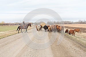 Herding cattle down a dirt road