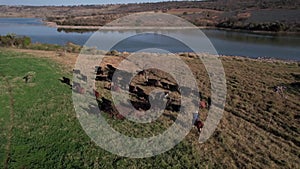 herding cattle farm, aerial view