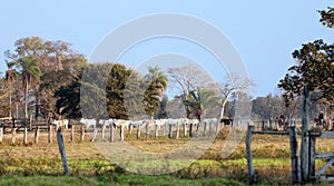 Herding cattle in the Pantanal