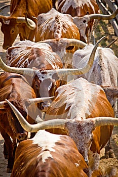 Herding Cattle Texas Longhorns Cows photo