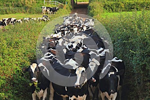 Herding cows from field to barn.