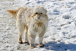 Herding dog