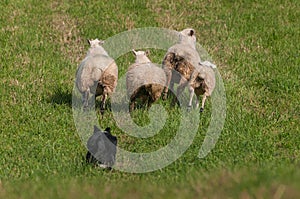 Herding Dog Behind Lined Up Sheep Ovis aries