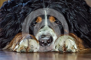 The herding dog breed Berner Sennenhund with black shaggy hair with white spots on the neck