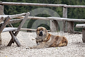 Herding dog photo