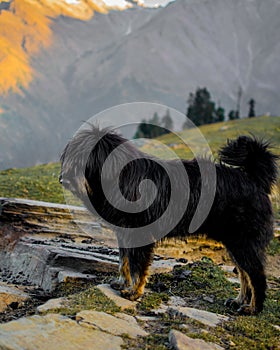 Herding dog on guard duty in the Himalayas