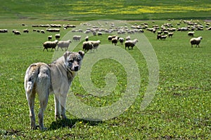 Pasto el perro vigilando El gran rebano de oveja 