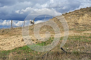 Herding dog. Italy