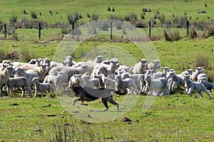 Herding dog