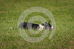 Herding Dog Lies in Grass