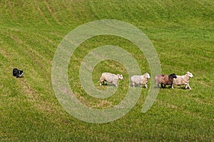 Herding Dog Lines Up Sheep Ovis aries