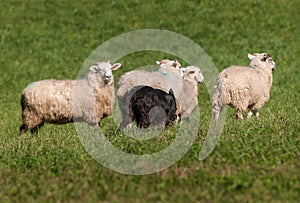 Herding Dog Move Up on Sheep Ovis aries